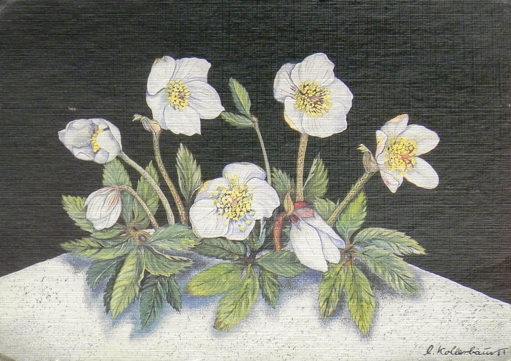 L._Kollerbauer_COL_3786.001